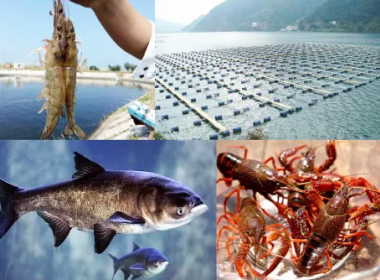 Intelligent aquaculture monitoring system