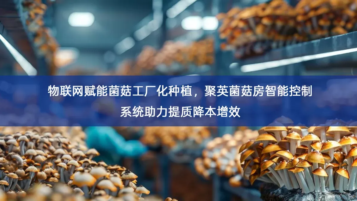 物联网赋能菌菇工厂化种植,聚英菌菇房智能控制系统助力提质降本增效 物联网赋能菌菇工厂化种植,聚英菌菇房智能控制系统助力提质降本增效