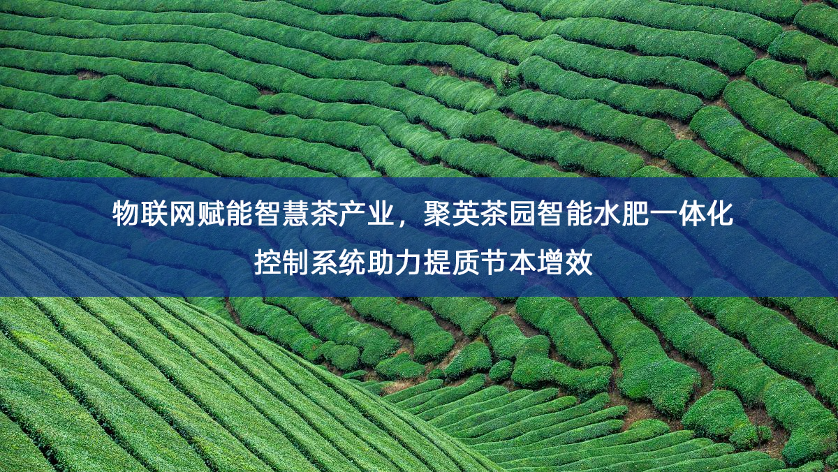 物联网赋能智慧茶产业,聚英茶园智能水肥一体化控制系统助力提质节本增效 物联网赋能智慧茶产业,聚英茶园智能水肥一体化控制系统助力提质节本增效