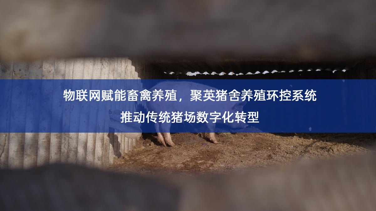 物联网赋能畜禽养殖,聚英猪舍养殖环控系统推动传统猪场数字化转型 物联网赋能畜禽养殖,聚英猪舍养殖环控系统推动传统猪场数字化转型